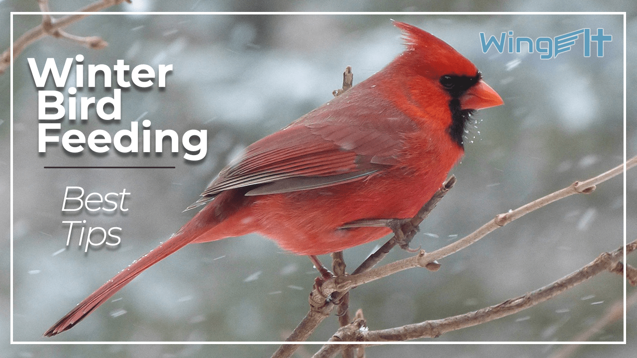 Winter Bird Feeding Wing It