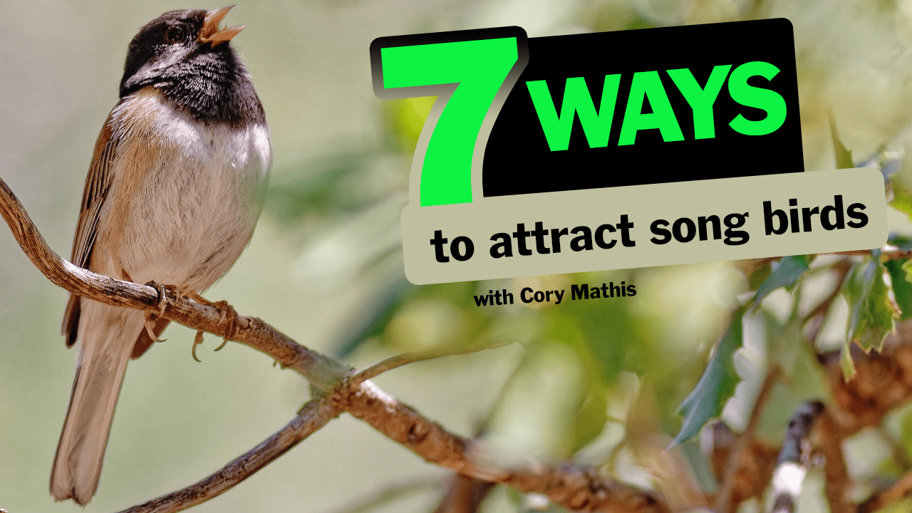 7 Ways to Attract Birds