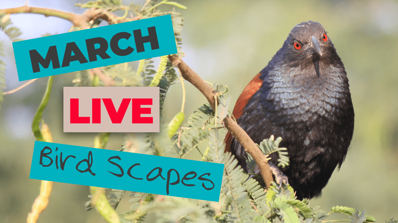 Bird Scapes Live