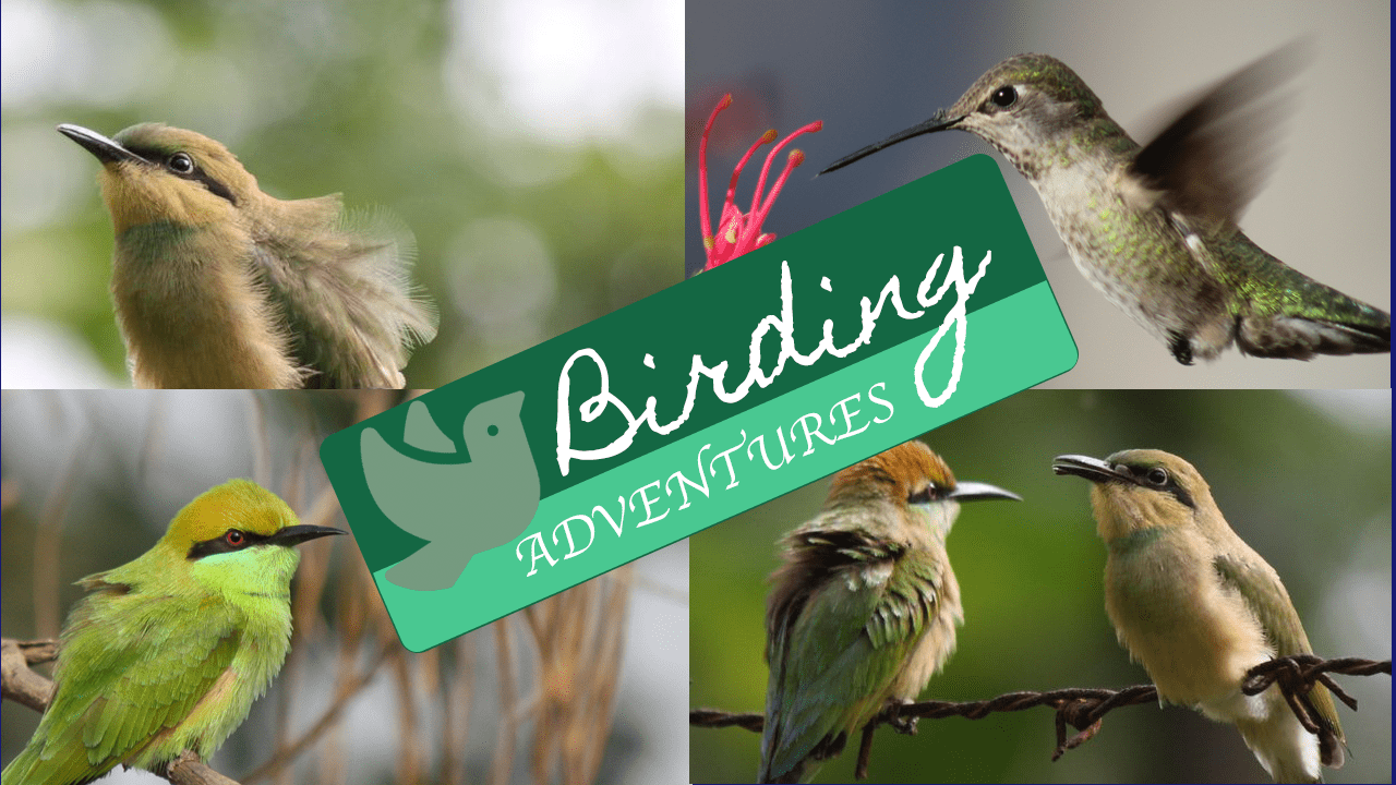 Birding Adventures