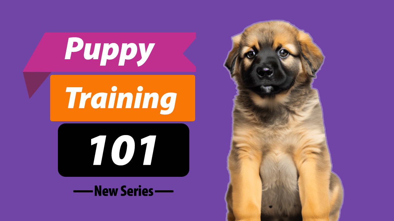 Puppy Training 101